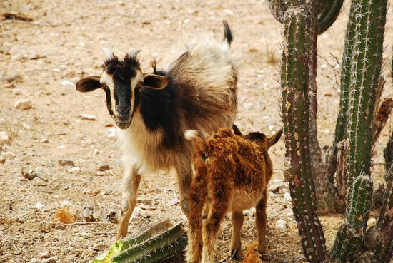 Venta de chivo en pie (promedio 10 kg)