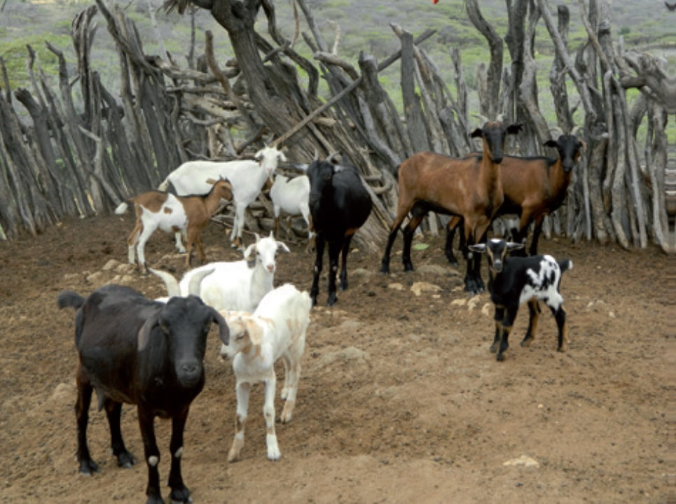 Venta de carne de chivo